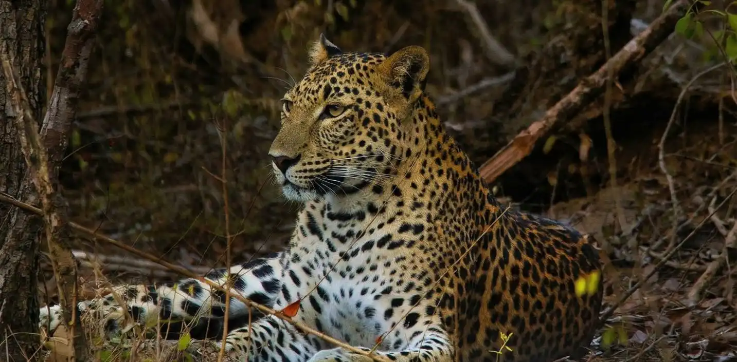 yala-leopard